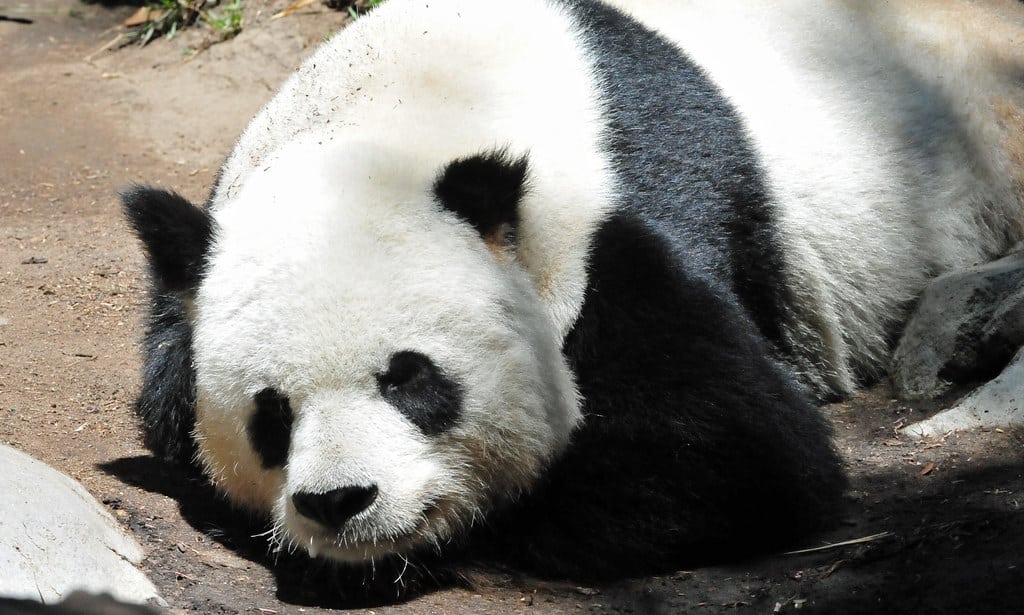 Giant Panda (Ailuropoda melanoleuca) sleeping