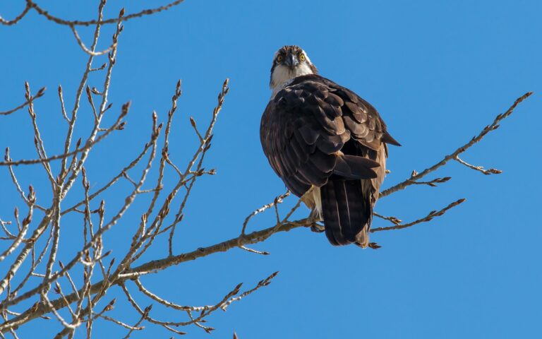 Pandion haliaetus Azerbaijan Pandion haliaetus Azerbaijan