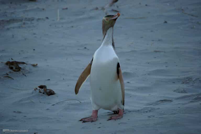 Pingüino de ojo amarillo (Megadyptes antipodes)