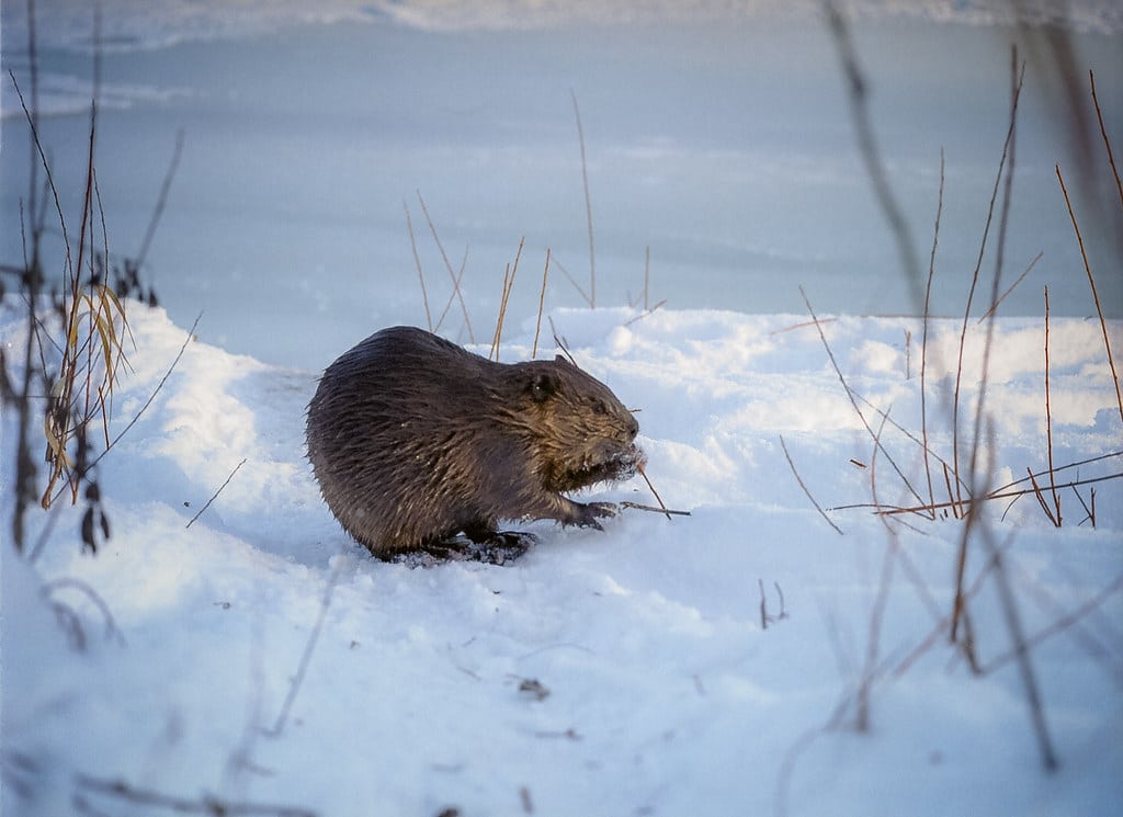 Beaver Collecting Sticks Beaver Collecting Sticks