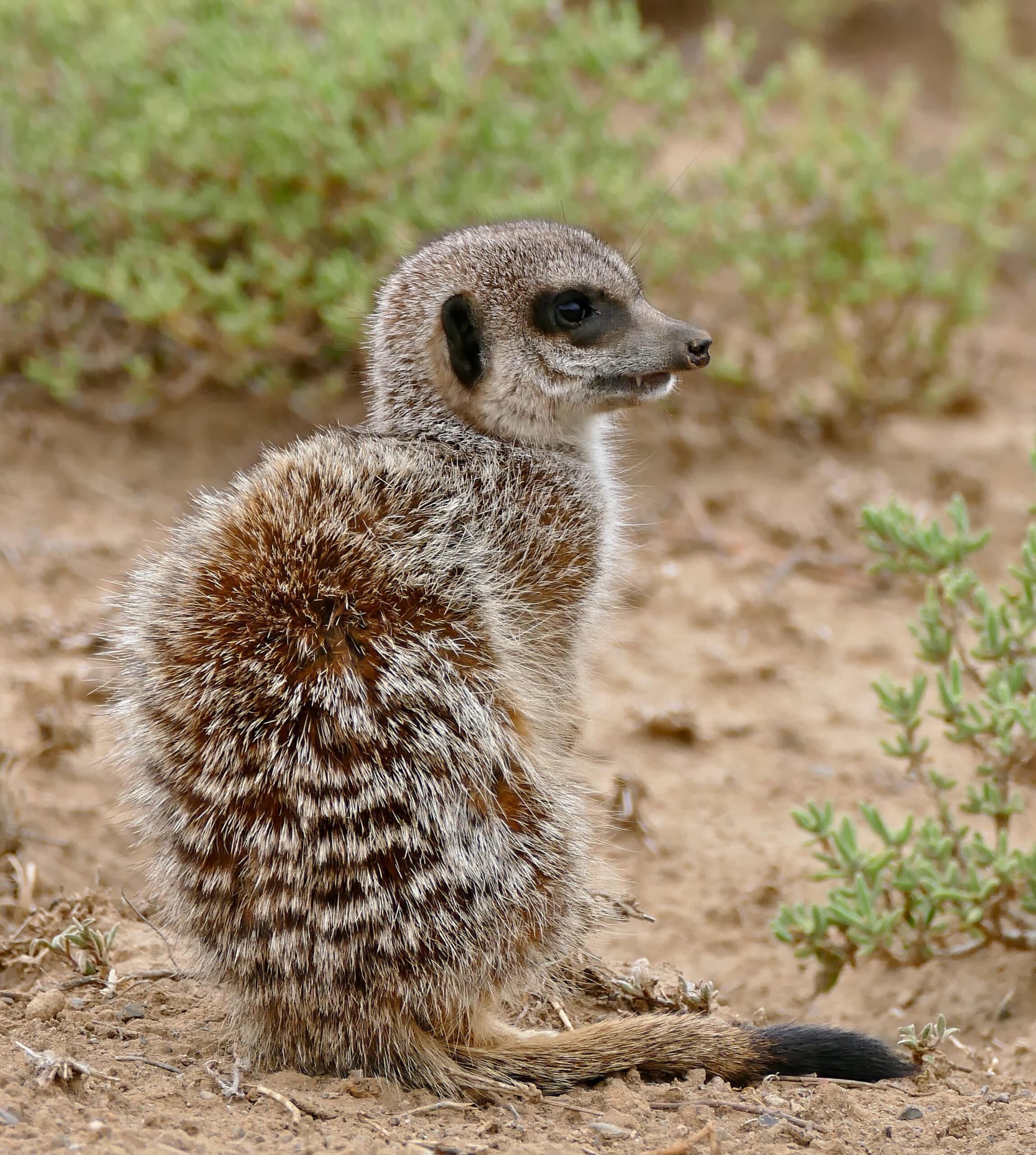 Meerkat (Suricata suricatta) (32993685706)