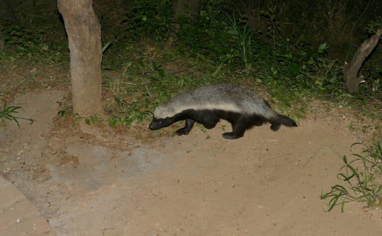 Ratel (Mellivora capensis) (52997800995) Ratel (Mellivora capensis) (52997800995)
