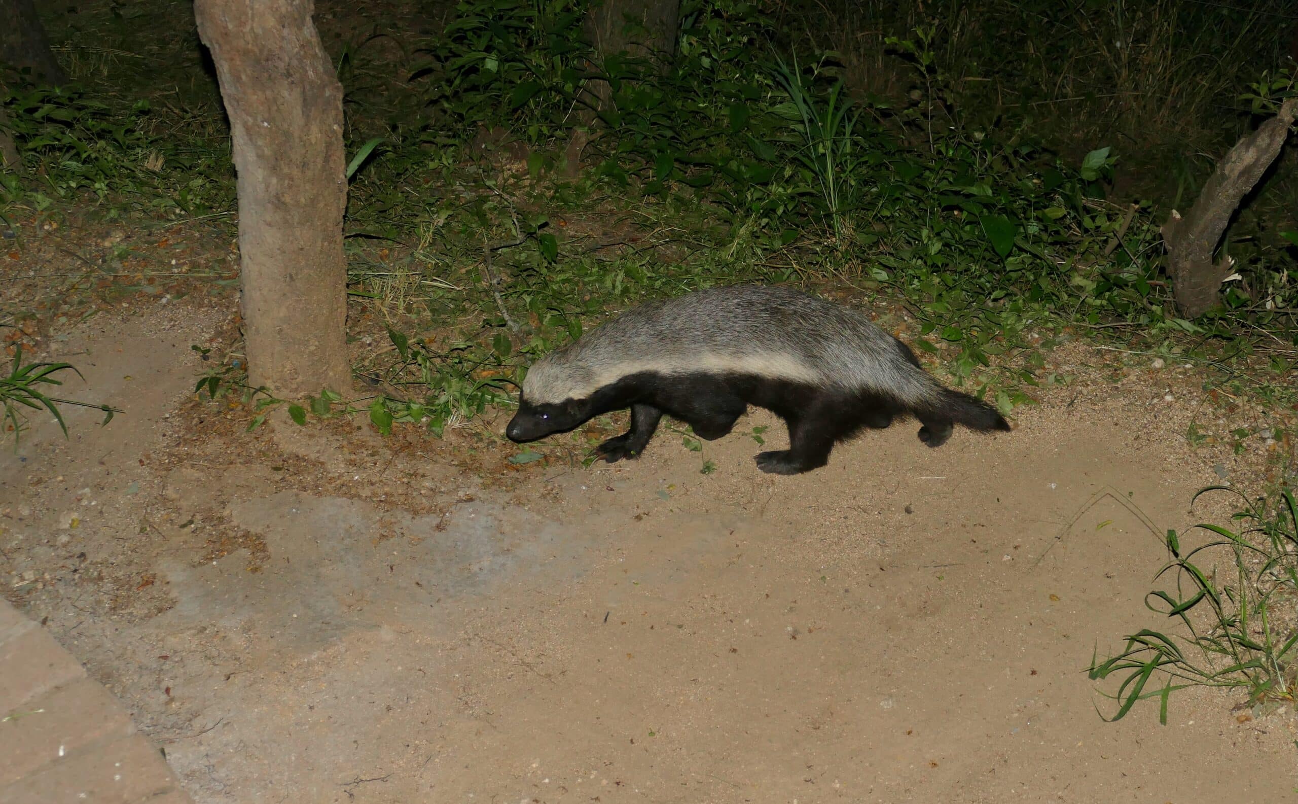 Ratel (Mellivora capensis) (52997800995) Ratel (Mellivora capensis) (52997800995)