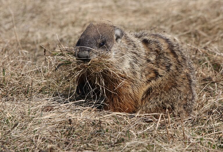 Marmota monax CT Marmota monax CT