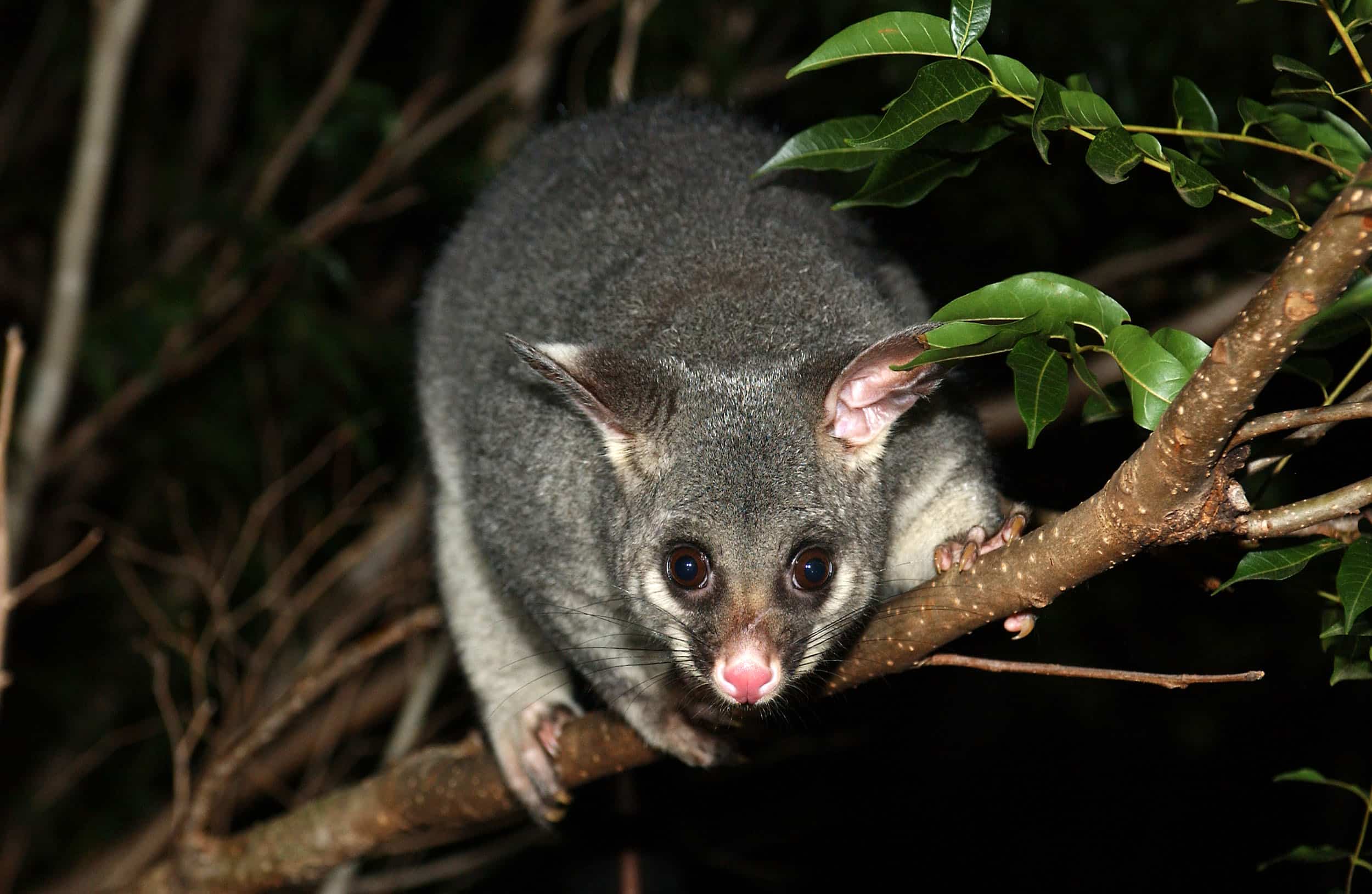 Creating habitat for wildlife such as the Brushtail possum (8065737659)