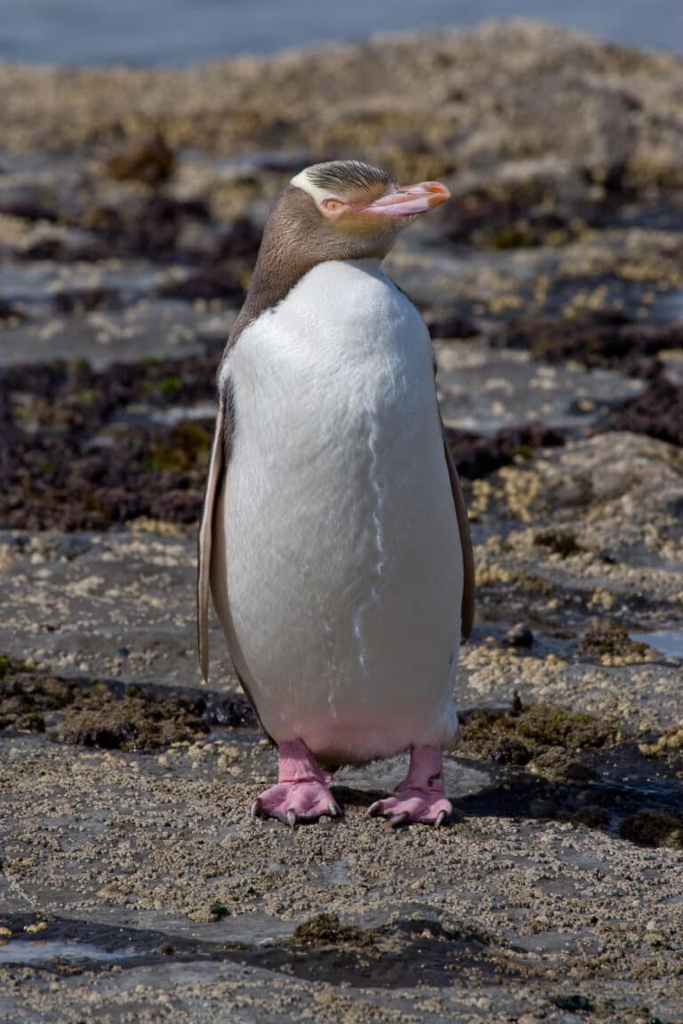 Yellow-eyed Penguin MC