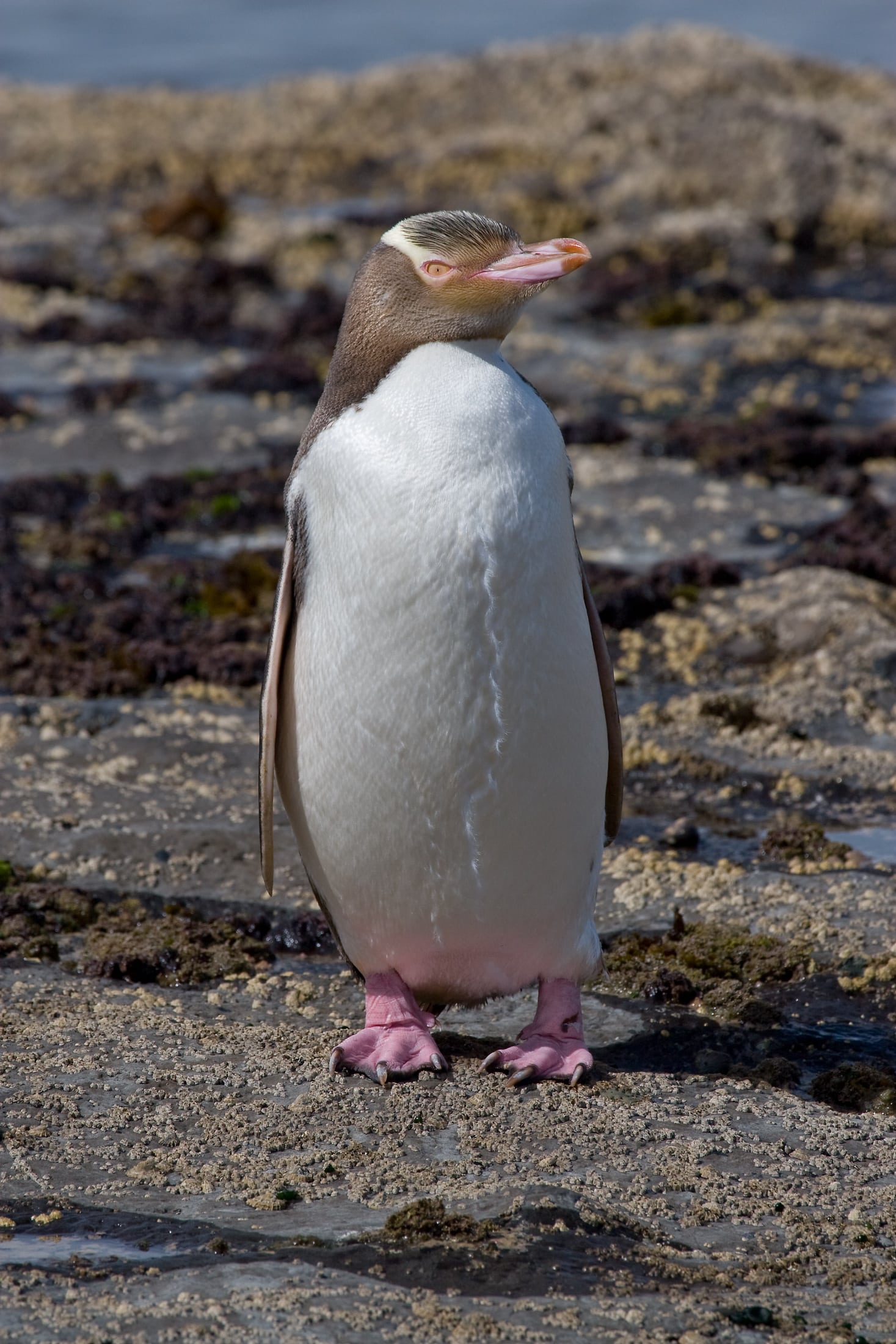 Yellow-eyed Penguin MC
