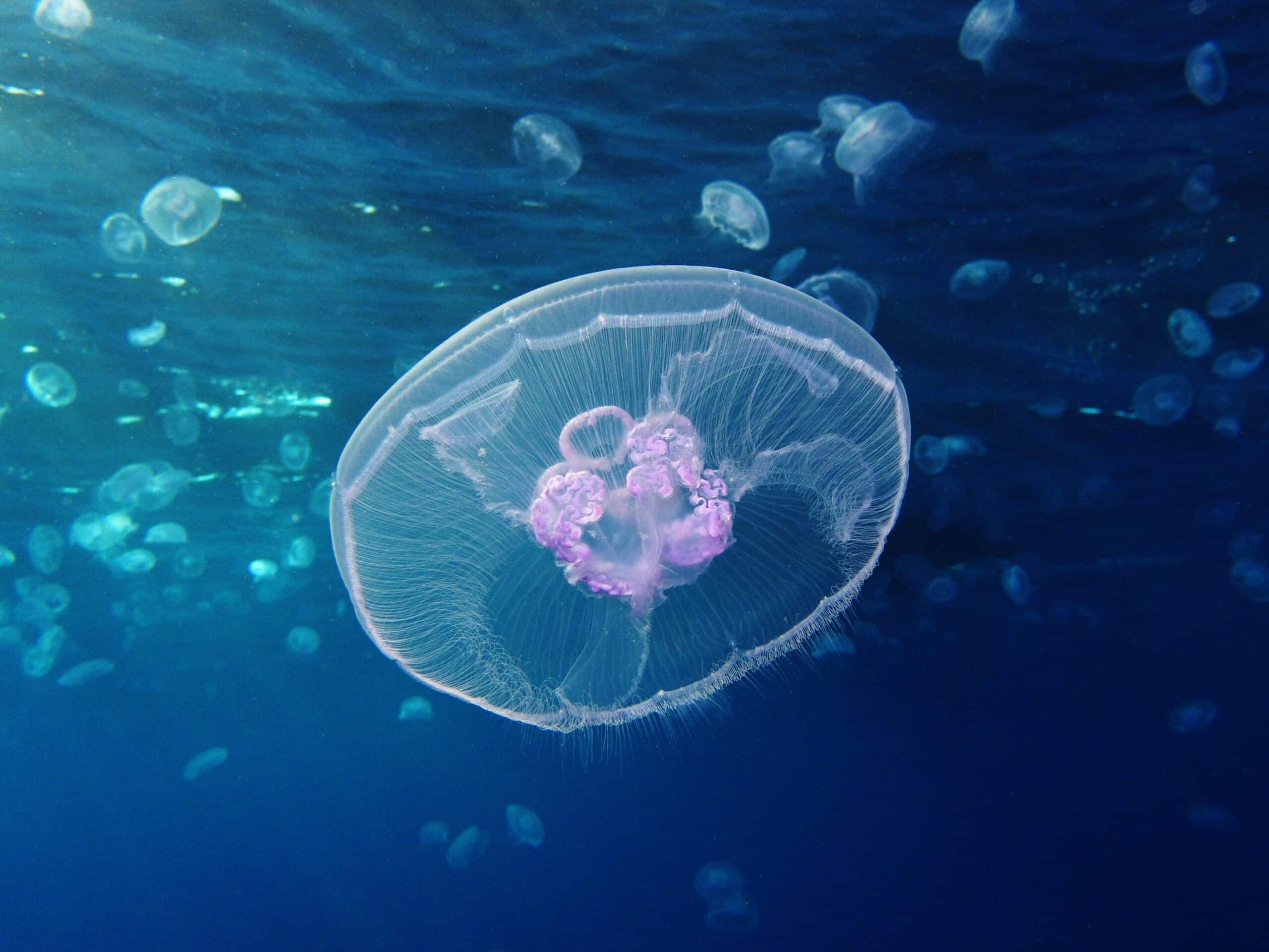 File:Moon jellyfish at Gota Sagher.JPG File:Moon jellyfish at Gota Sagher.JPG Jellyfish
