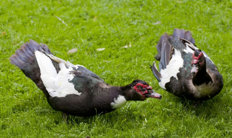 Pato criollo (Cairina moschata domestica), Tierpark Hellabrunn, Múnich, Alemania, 2012-06-17, DD 01 Pato criollo (Cairina moschata domestica), Tierpark Hellabrunn, Múnich, Alemania, 2012-06-17, DD 01