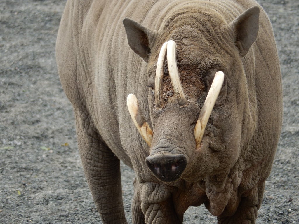 Babirusa, 2015 Aug 28 — photo 9