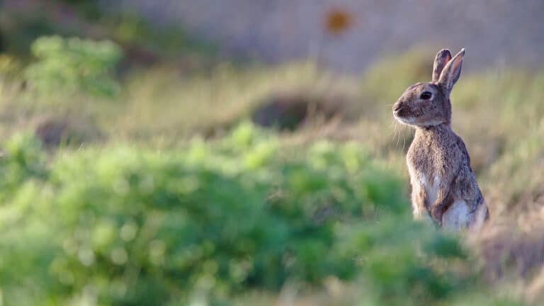 Oryctolagus cuniculus