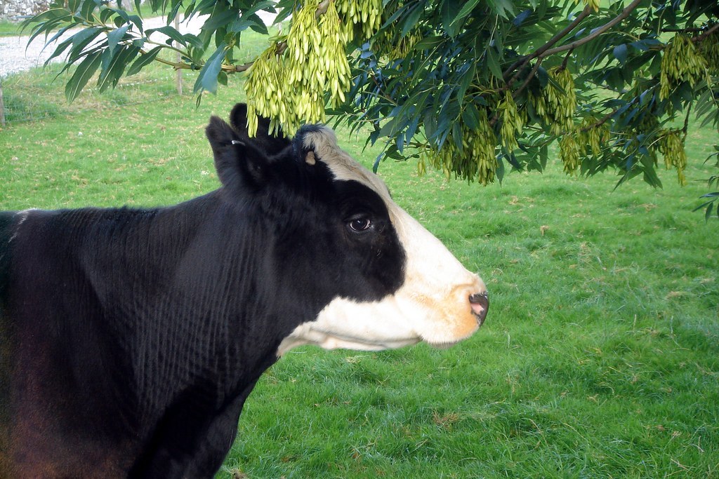 A cow