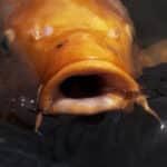 Koi Fish