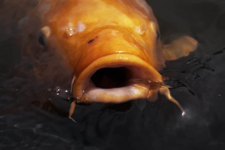 待ち伏せの鯉 Ambushing Koi Fish (8413665234) 待ち伏せの鯉 Ambushing Koi Fish (8413665234) Koi Fish