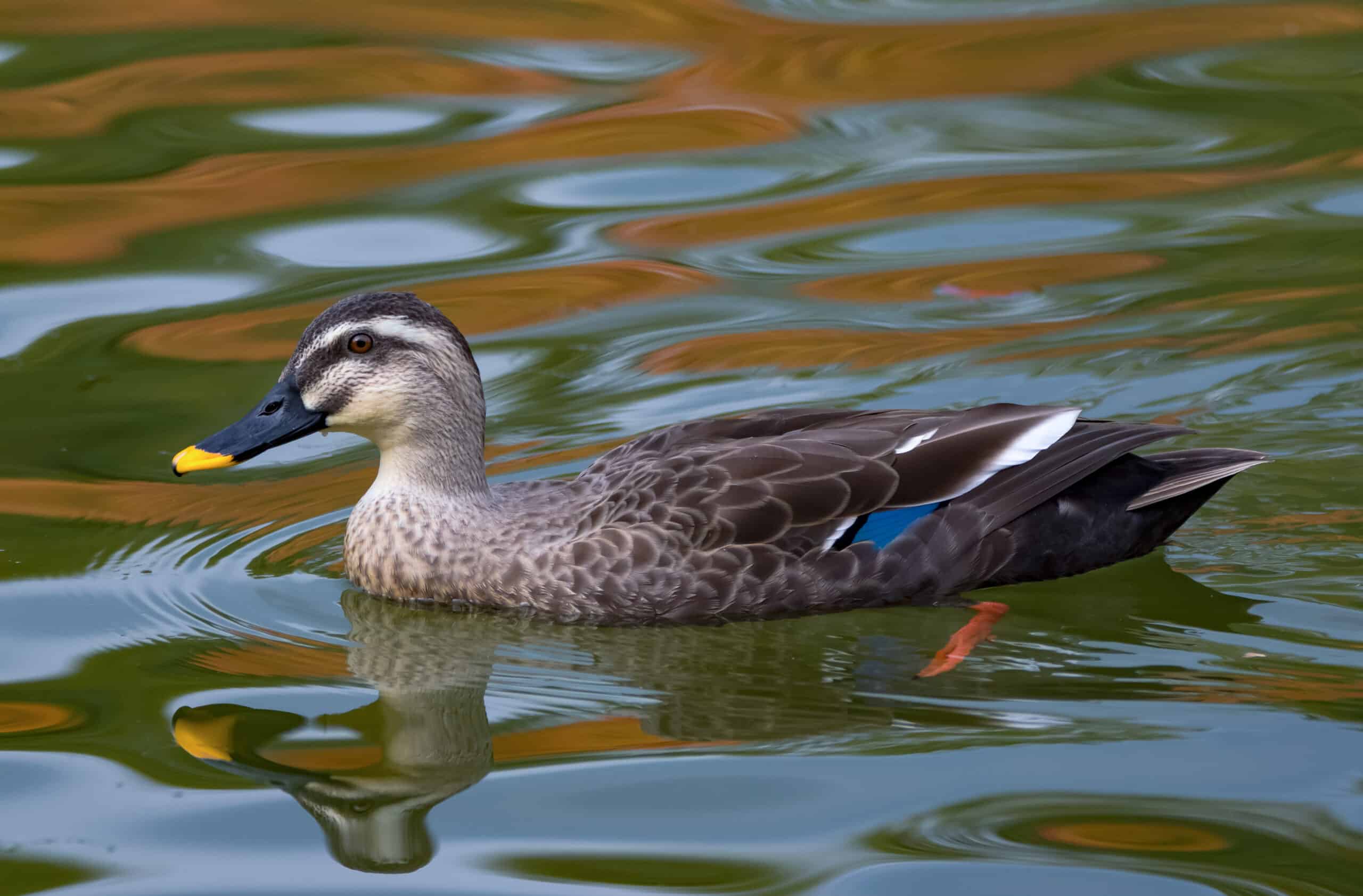 Duck