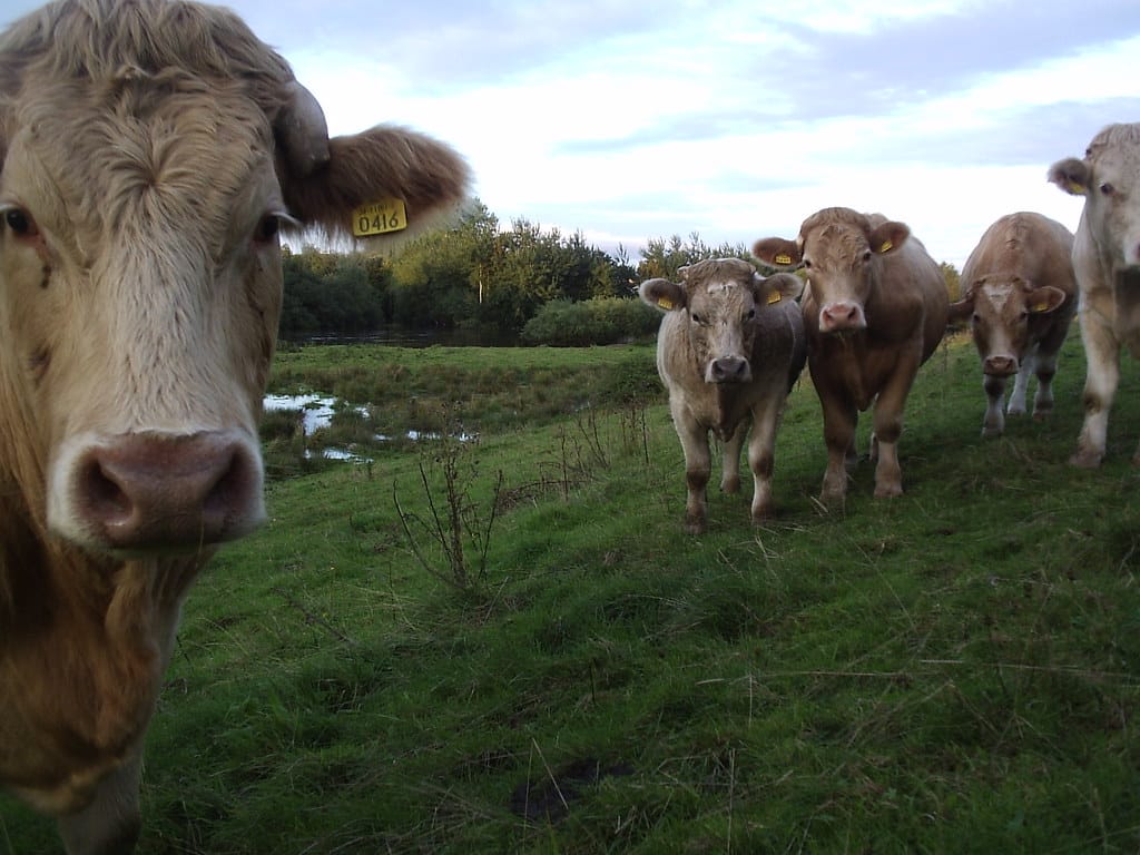 Cows P1010165