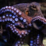 octopus vulgaris