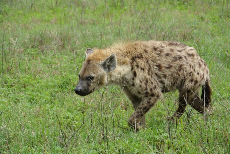 Hyena In Ngorongoro Hyena In Ngorongoro Hyena
