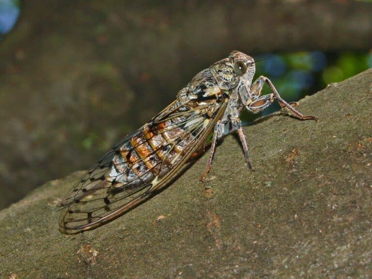 Cicadidae – Cicada orni-2