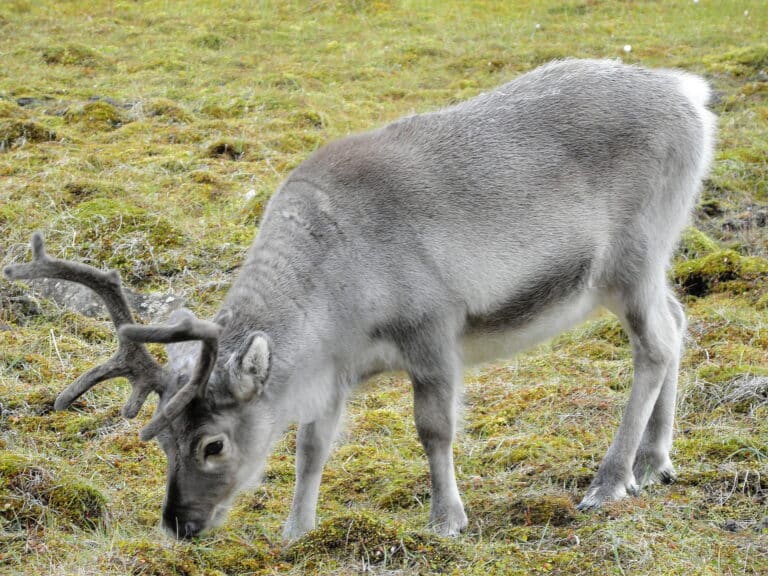 Svalbard reindeer Svalbard reindeer