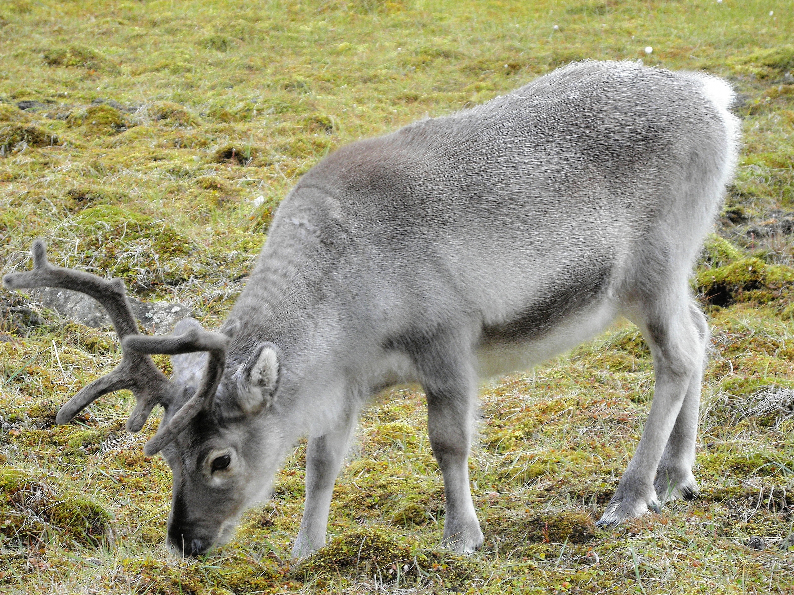 Svalbard reindeer Svalbard reindeer
