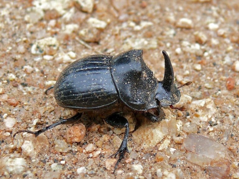 Dung Beetle (Copris sp.)
