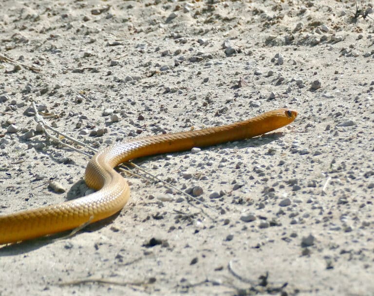 Cape Cobra (Naja nivea) crossing the sandy road … (2nd cobra that morning !!! )