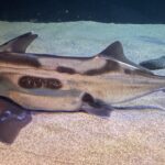 Elephant Fish