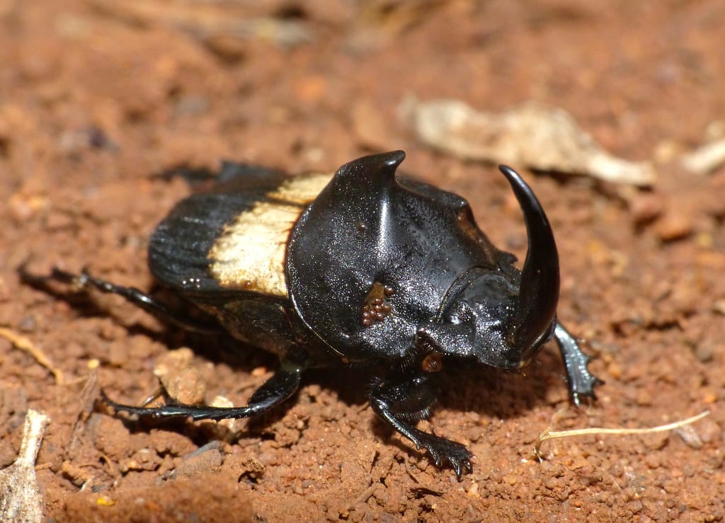 Black-and-white Dung Beetle (Tragiscus dimidiatus)