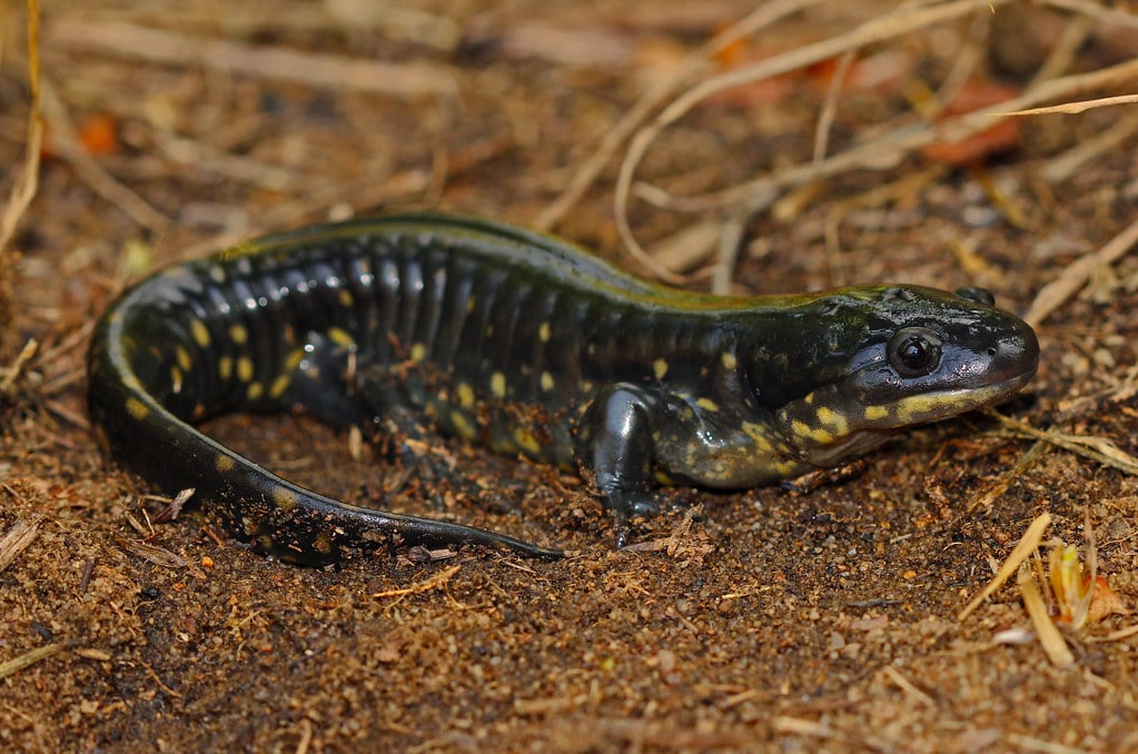 Eastern Tiger Salamander (Ambystoma tigrinum) Eastern Tiger Salamander (Ambystoma tigrinum)