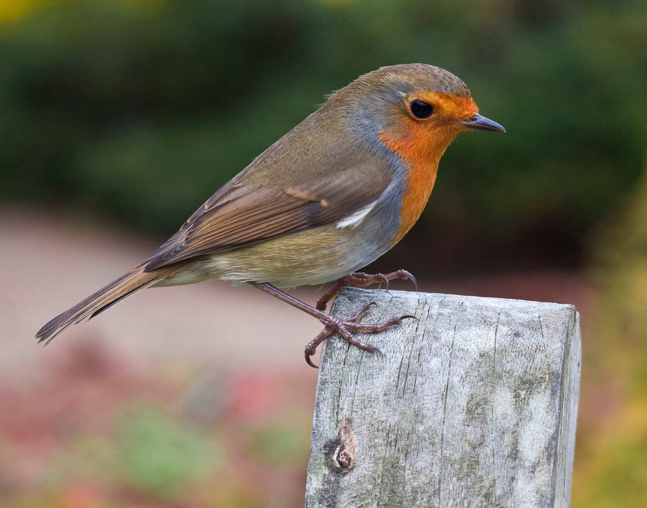 Erithacus rubecula -RHS Garden Harlow Carr-8b-2c Erithacus rubecula -RHS Garden Harlow Carr-8b-2c