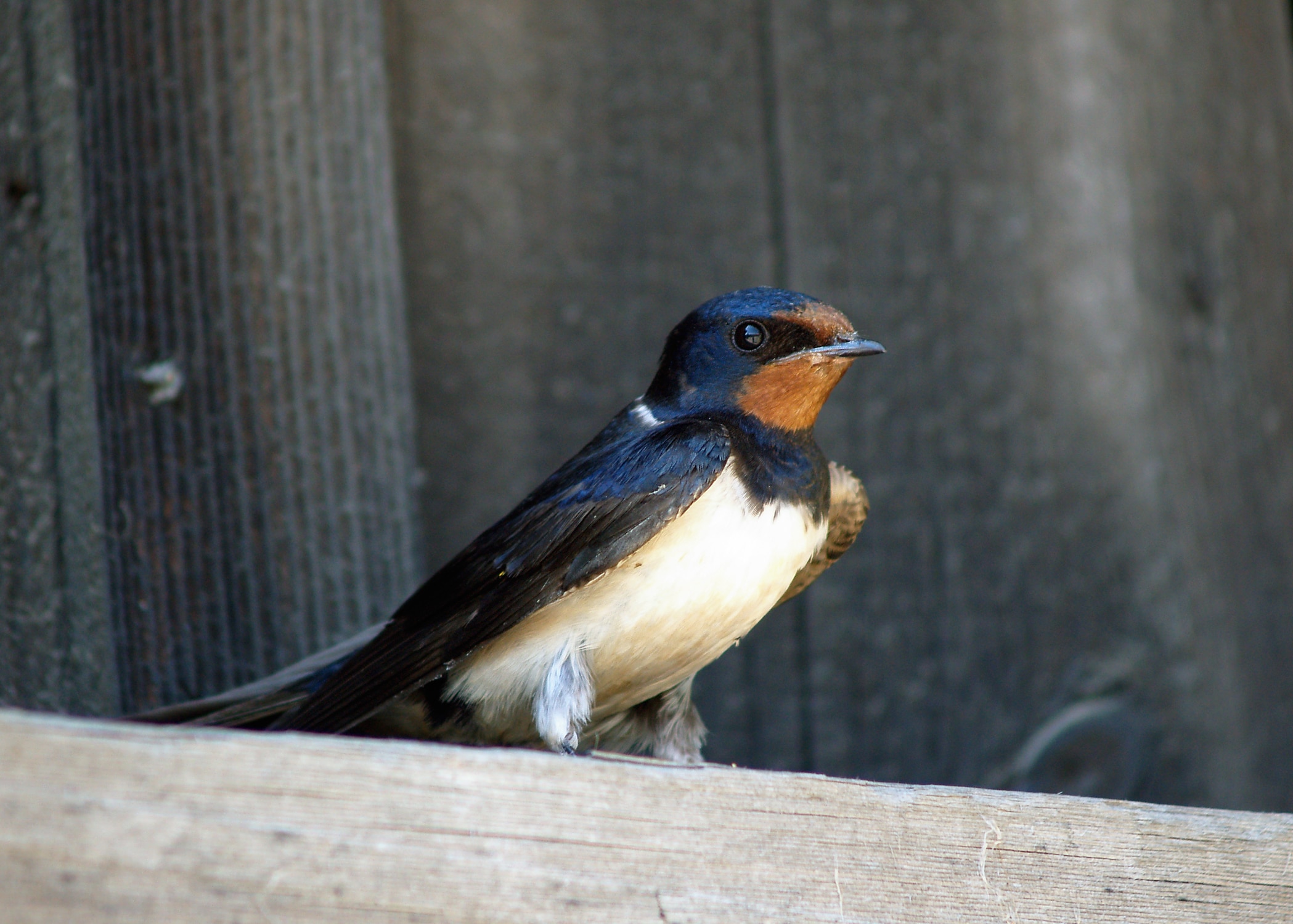 Hirundo rustica LC0073 Hirundo rustica LC0073