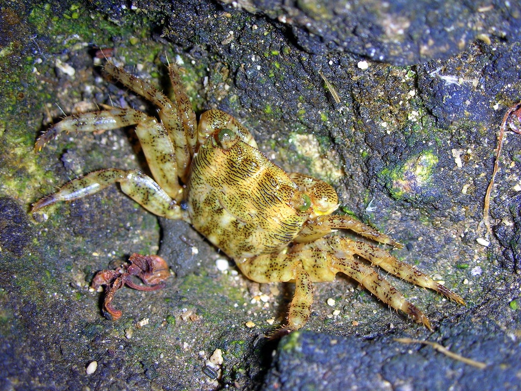 Little crab Little crab