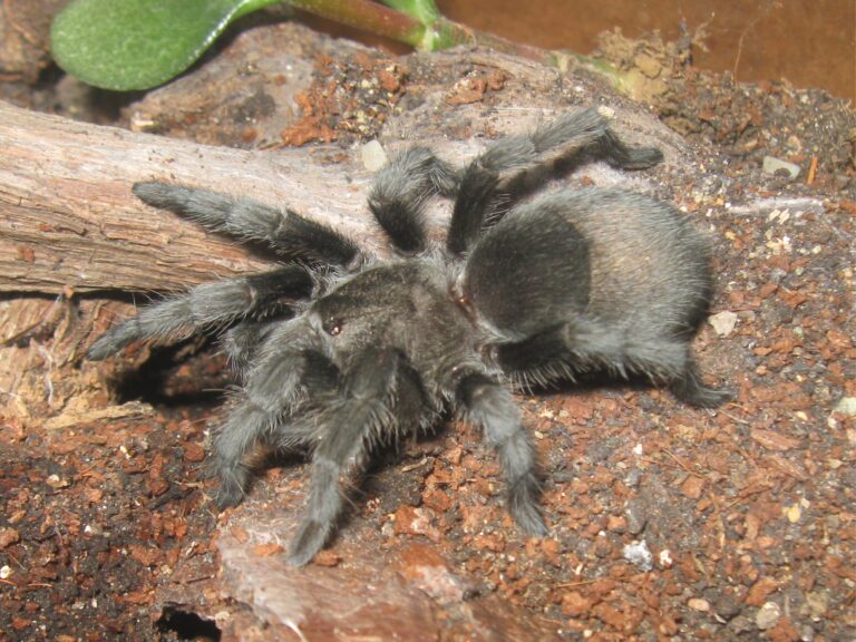 Grammostola pulchra hun Grammostola pulchra hun