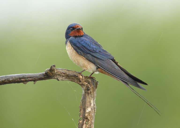 Hirundo rustica 1 (Martin Mecnarowski) Hirundo rustica 1 (Martin Mecnarowski)