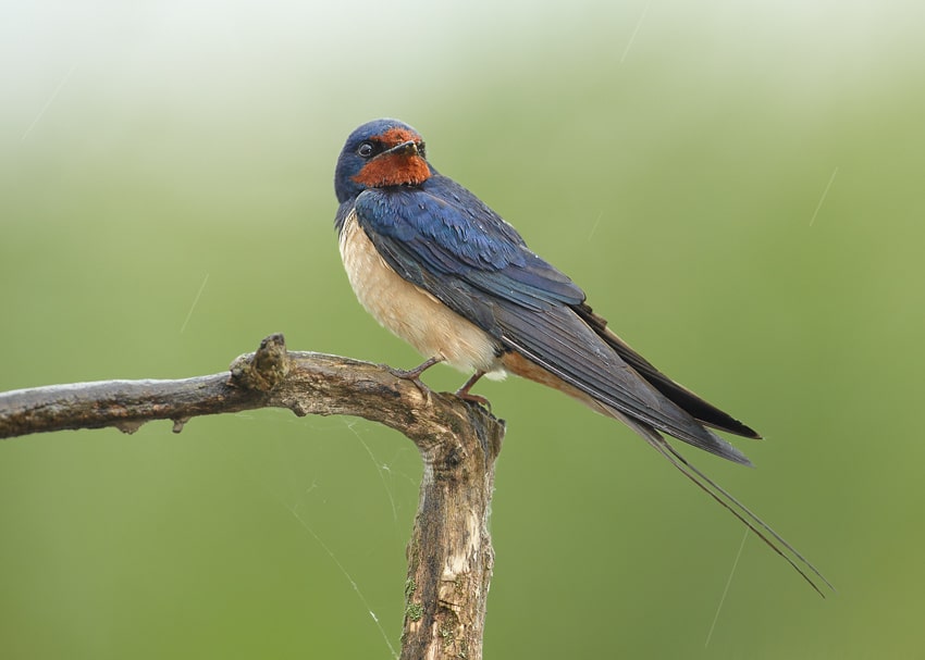 Hirundo rustica 1 (Martin Mecnarowski) Hirundo rustica 1 (Martin Mecnarowski)
