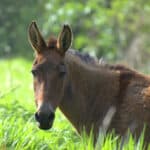 Mule