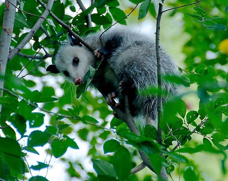 Virginia Opossum (Didelphis virginiana)_1_1 Virginia Opossum (Didelphis virginiana)_1_1