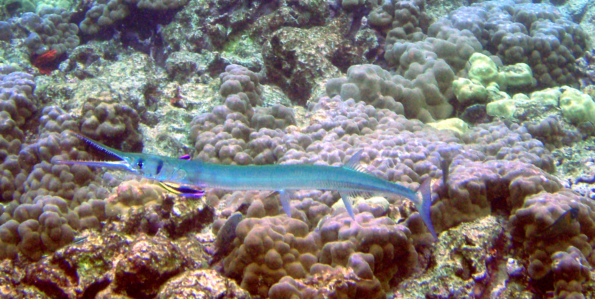 Needlefish is being cleaned by Labroides phthirophagus Needlefish is being cleaned by Labroides phthirophagus