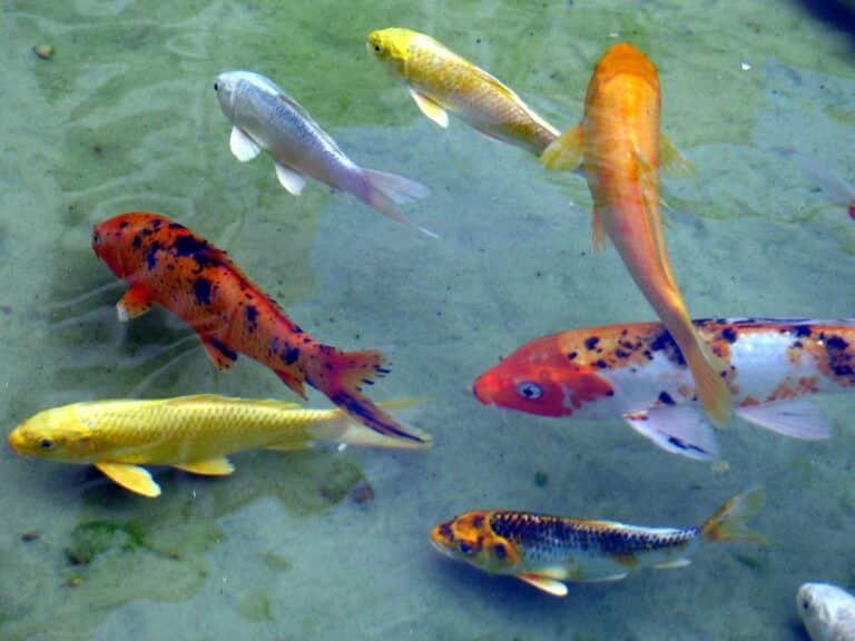 Koi fish Koi fish
