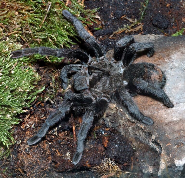 Grammostola pulchra (aka) Grammostola pulchra (aka)