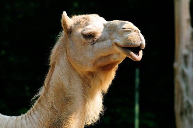 Dromedary Camel (camelus dromedarius)