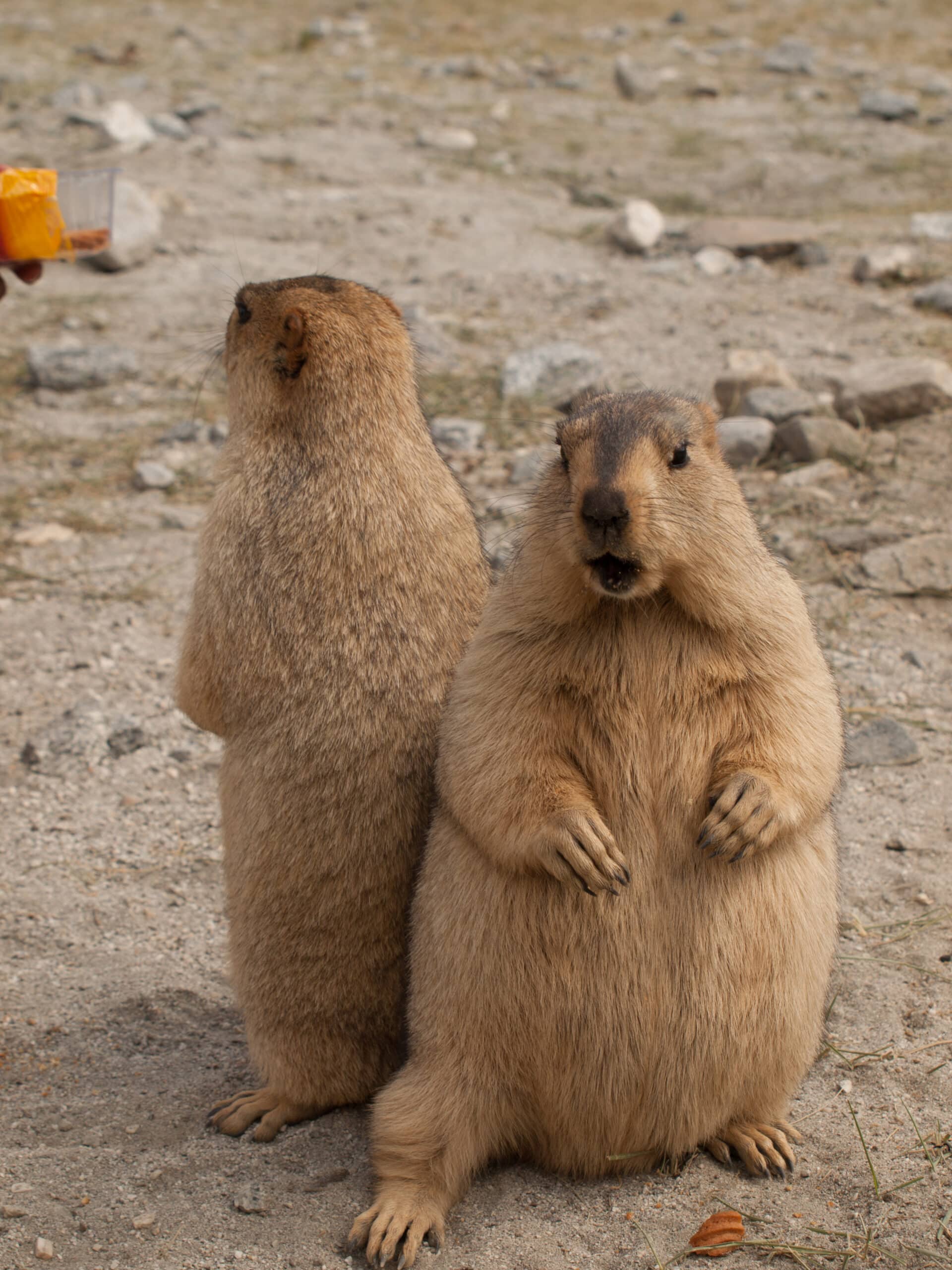 Himalayan Marmots Himalayan Marmots
