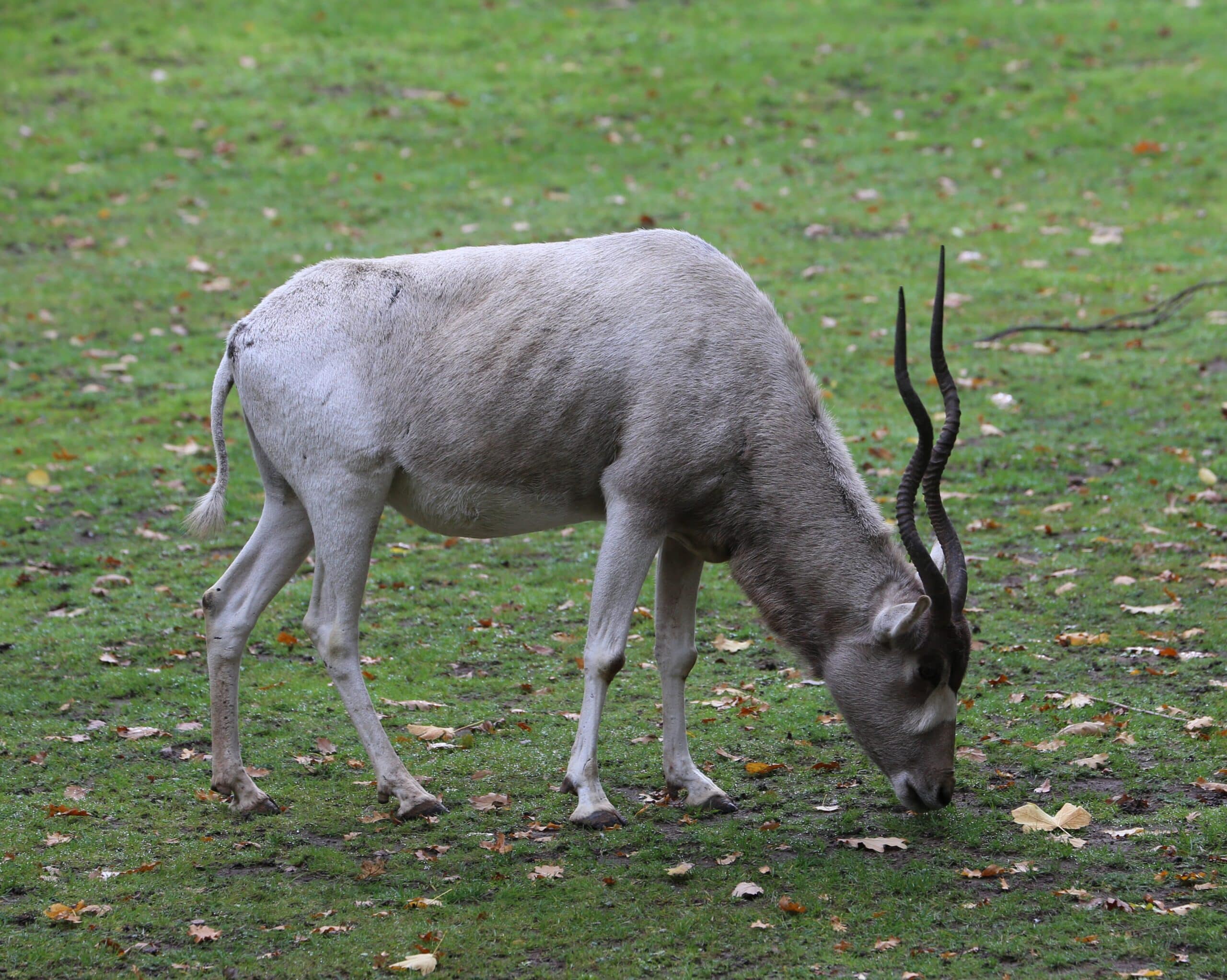 Mendesantilope Addax nasomaculatus Tiergarten-Nuernberg-17 Mendesantilope Addax nasomaculatus Tiergarten-Nuernberg-17