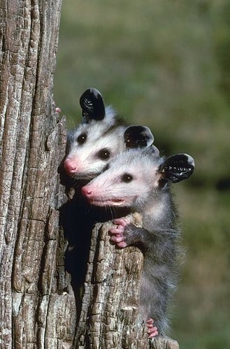 Virginia opossum (didelphis virginiana) babies Virginia opossum (didelphis virginiana) babies