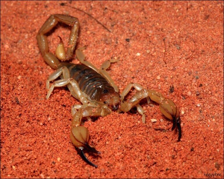 Desert Scorpion Desert Scorpion