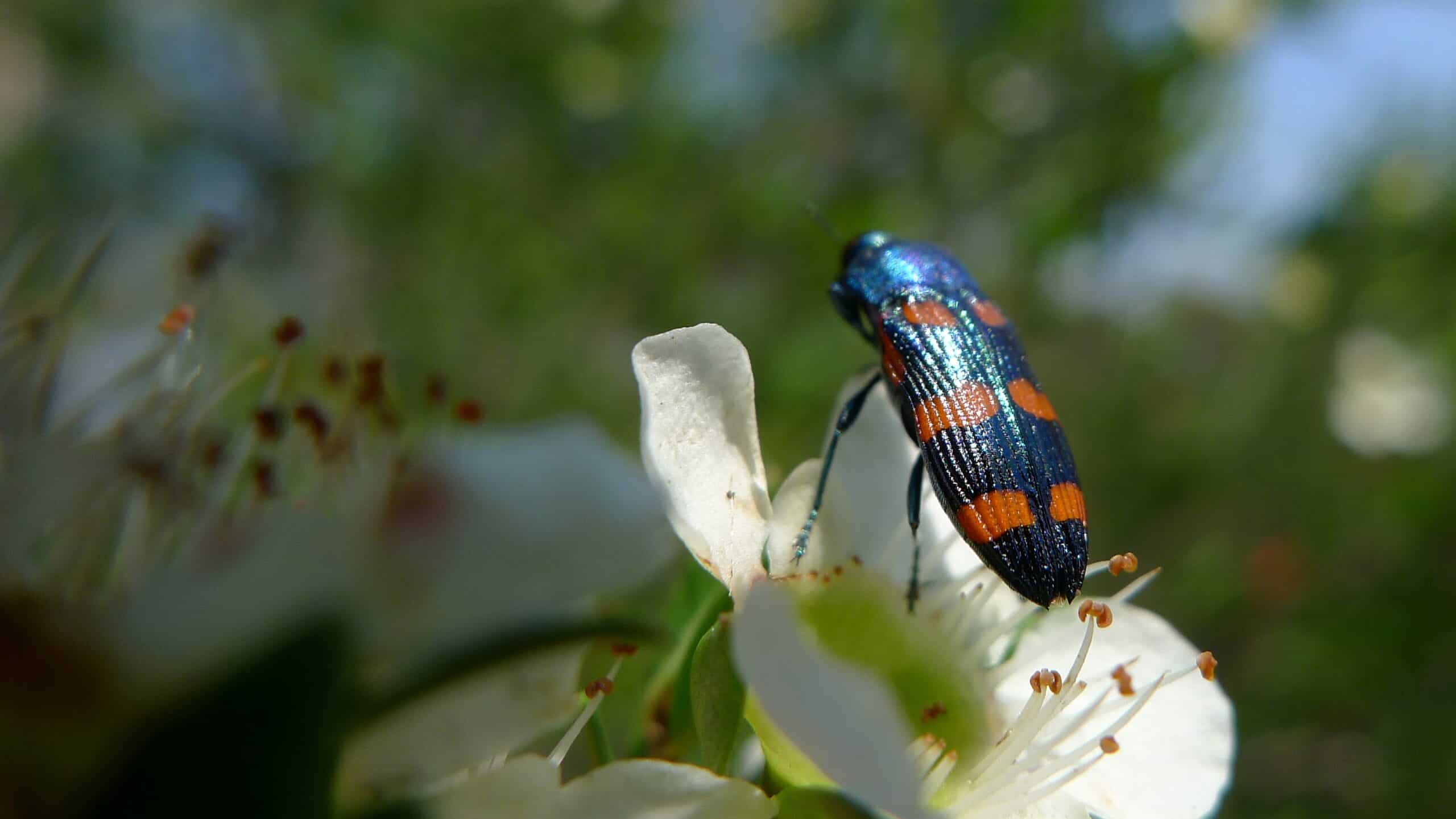 Female Jewel Beetle (6406862809)
