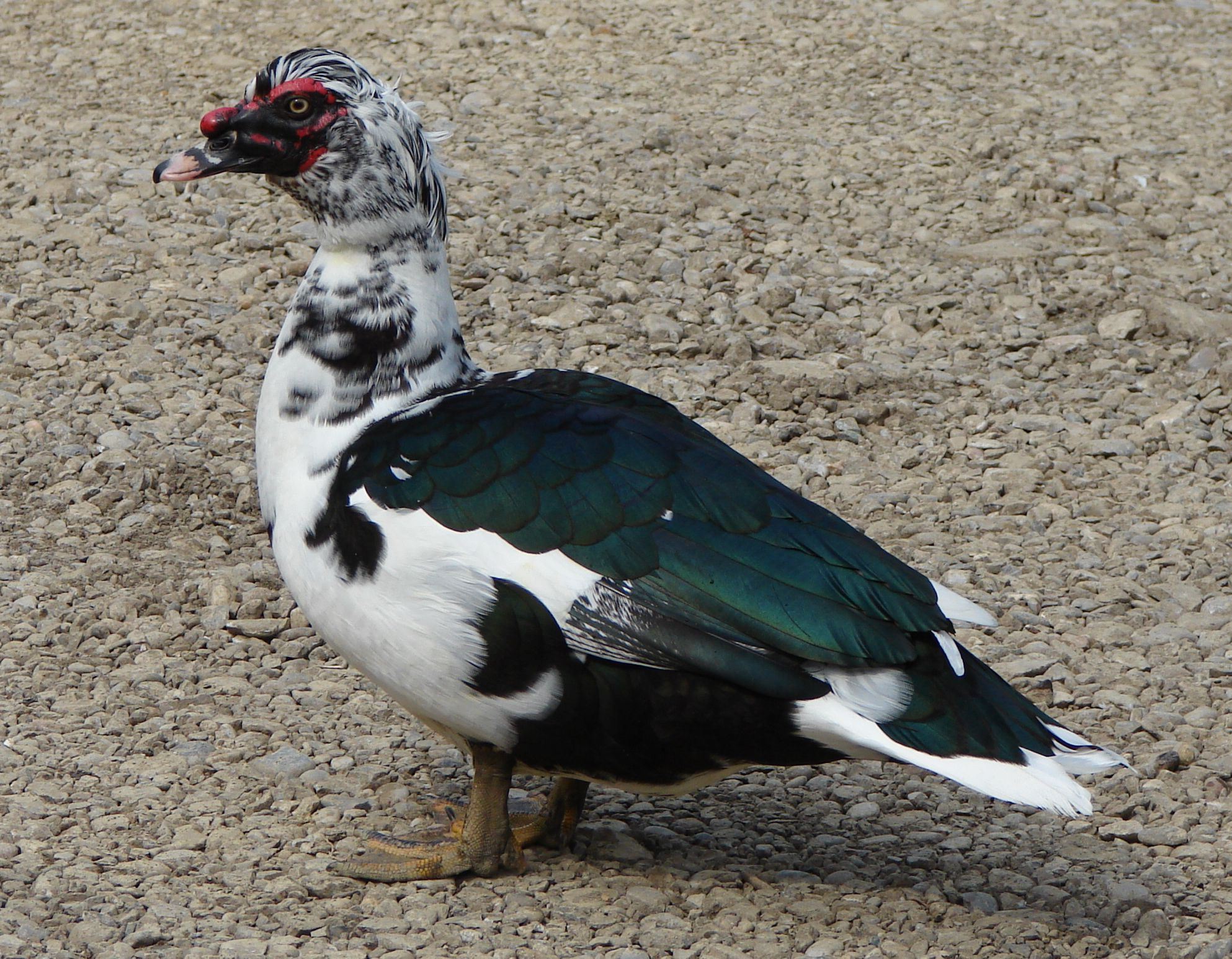 Cairina moschata Cairina moschata