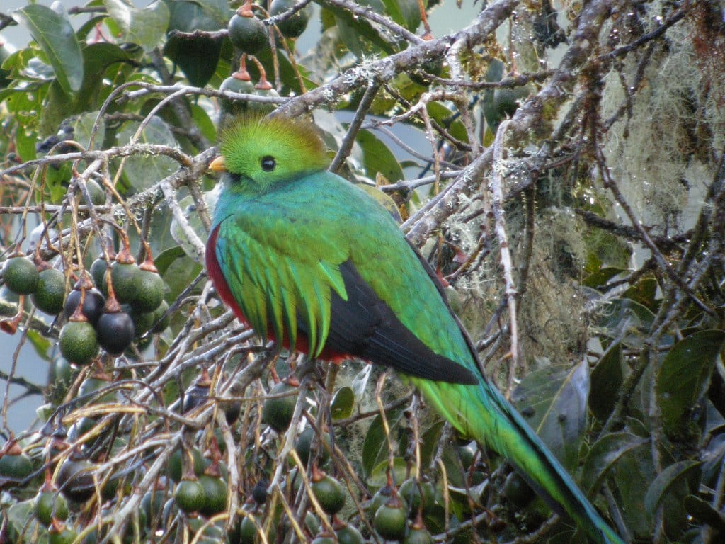 Resplendent Quetzal (Pharomachrus mocinno), Mirador de Quetzales, Costa Rica