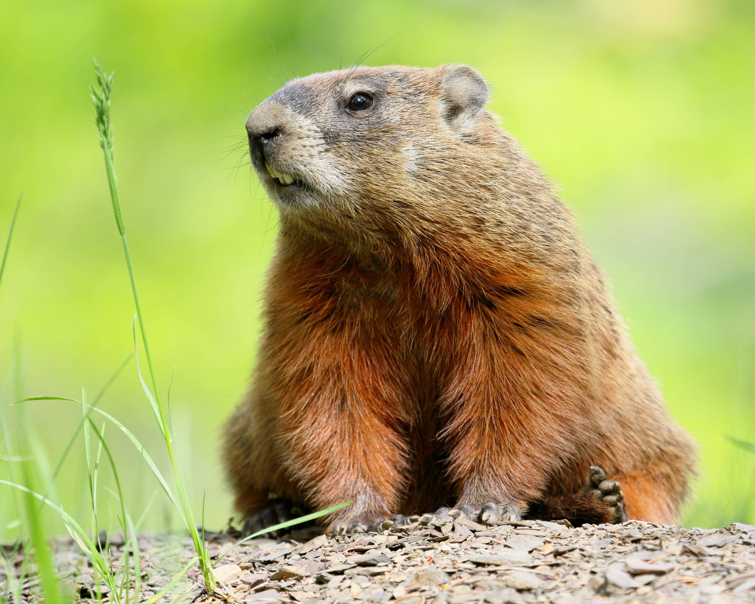 Marmota monax UL 19 Marmota monax UL 19